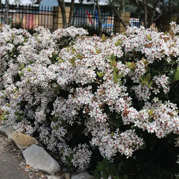 Rhaphiolepis Cosmic White (pbr)