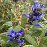 Salvia Corrugata - Garden Express Australia