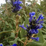 Salvia Corrugata Salvia Corrugata