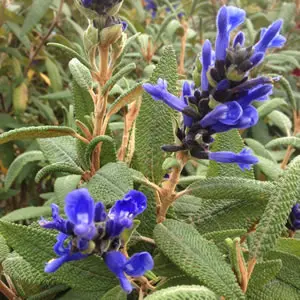 Salvia Corrugata Salvia Corrugata
