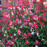 Salvia Hot Lips 50mm
