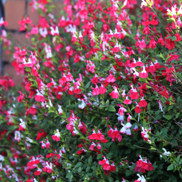 Salvia Hot Lips 50mm