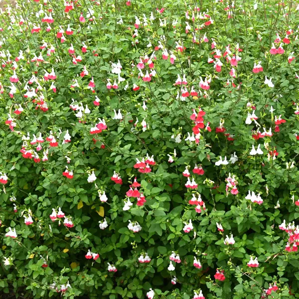 Salvia Hot Lips 50mm