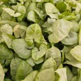 Syngonium White Excellent Syngonium White Excellent