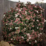 Viburnum Anvi Viburnum Anvi