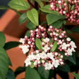 Viburnum Anvi Viburnum Anvi