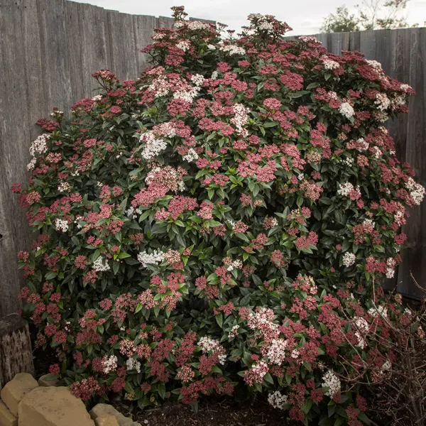 Viburnum Anvi Viburnum Anvi