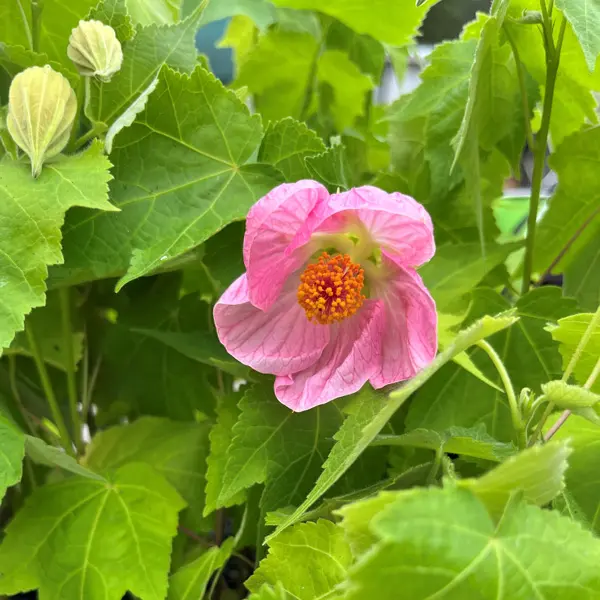 Abutilon Pink Clouds Abutilon Pink Clouds