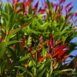 Acmena Cherry Black Lpoacmcbl - Garden Express Australia