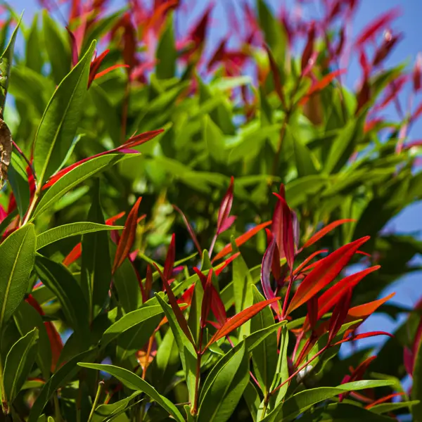 Acmena Cherry Black (pbr)