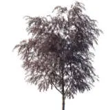 Agonis Burgundy Willow Myrtle Agonis Burgundy Willow Myrtle