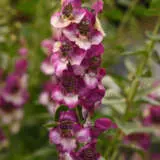 Angelonia Angeldance Fuchsia Bicolour P68angafb - Garden Express Australia