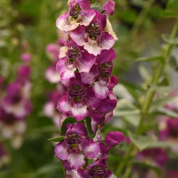 Angelonia Angeldance Fuchsia Bicolour Angelonia Angeldance Fuchsia Bicolour