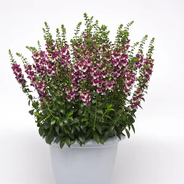 Angelonia Angeldance Fuchsia Bicolour Angelonia Angeldance Fuchsia Bicolour