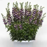 Angelonia Angeldance Violet Bicolour Angelonia Angeldance Violet Bicolour