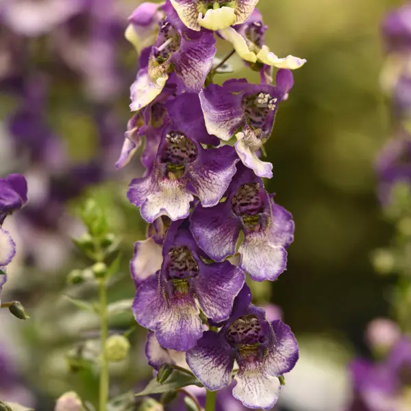 Angelonia Angeldance Violet Bicolour Angelonia Angeldance Violet Bicolour