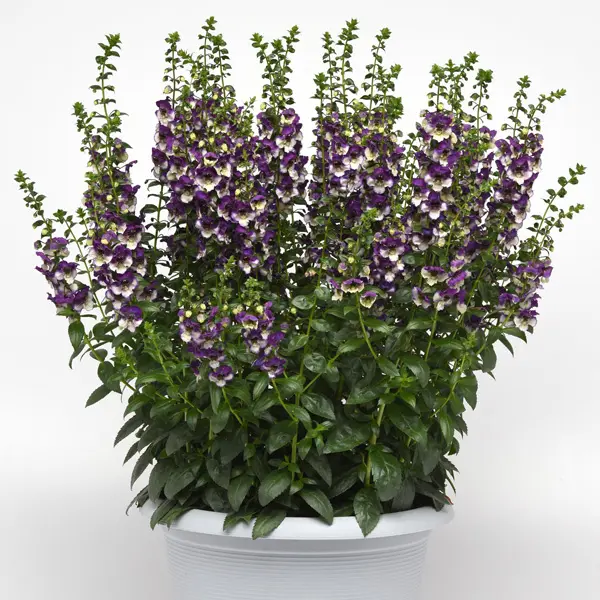 Angelonia Angeldance Violet Bicolour Angelonia Angeldance Violet Bicolour