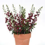 Angelonia Archangel Ruby Sangria Angelonia Archangel Ruby Sangria