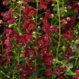Angelonia Archangel Ruby Sangria P68angaru - Garden Express Australia