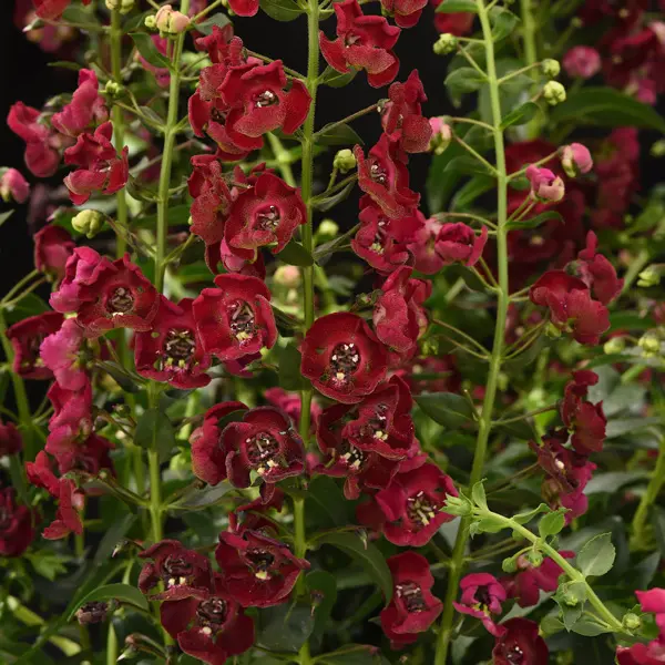 Angelonia Archangel Ruby Sangria Angelonia Archangel Ruby Sangria