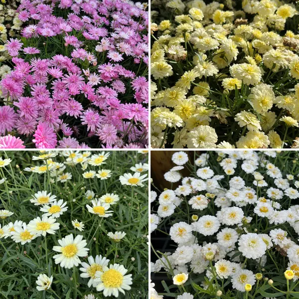 Argyranthemum Aramis Double Collection Argyranthemum Aramis Double Collection