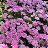 Argyranthemum Aramis Double Collection Argyranthemum Aramis Double Collection