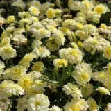 Argyranthemum Aramis Double Primrose 2 - Garden Express Australia