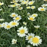 Argyranthemum Aramis Double Collection Argyranthemum Aramis Double Collection