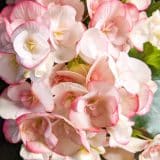 Begonia Elatior Ilona Camilla 1 Lplbegicm - Garden Express Australia