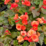 Begonia Elatior Ilona Carneval Begonia Elatior Ilona Carneval