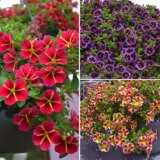Calibrachoa Brights Collection Colcalbco - Garden Express Australia