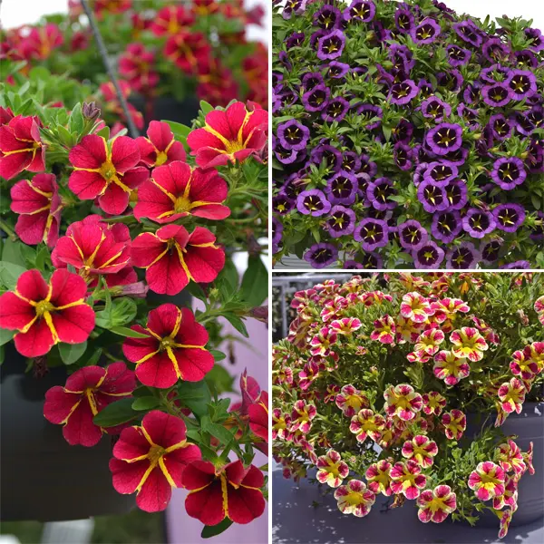 Calibrachoa Brights Collection