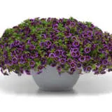 Calibrachoa Midnight Kiss Calibrachoa Midnight Kiss
