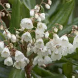 Clethra Arborea - Garden Express Australia