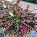 Coleus Spitfire Coleus Spitfire