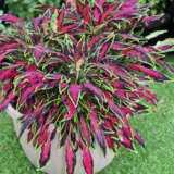 Coleus Spitfire Coleus Spitfire