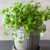 Herb Collection 2