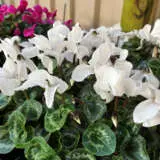 Cyclamen Mammoth Cream White Lplcycmcw - Garden Express Australia