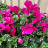 Cyclamen Mammoth Dark Violet Lplcycmdv - Garden Express Australia