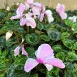 Cyclamen Mammoth Neon Flamed Cyclamen Mammoth Neon Flamed