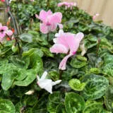 Cyclamen Mammoth Neon Flamed Cyclamen Mammoth Neon Flamed