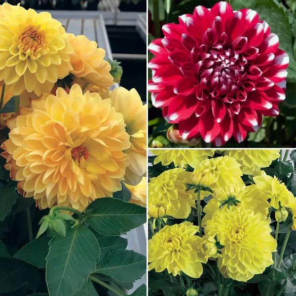 Dahlia Dalina Collection 1 Dahlia Dalina Collection 1