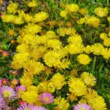 Delosperma Pig Face Yellow Delosperma Pig Face Yellow