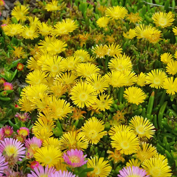 Delosperma Pig Face Yellow Delosperma Pig Face Yellow