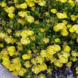 Delosperma Pig Face Yellow Delosperma Pig Face Yellow