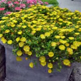 Delosperma Delmara Yellow P68deldye - Garden Express Australia