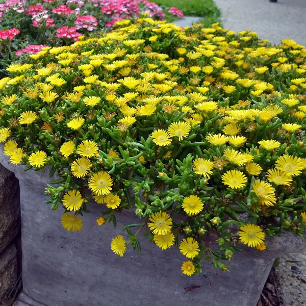 Delosperma Pig Face Yellow Delosperma Pig Face Yellow