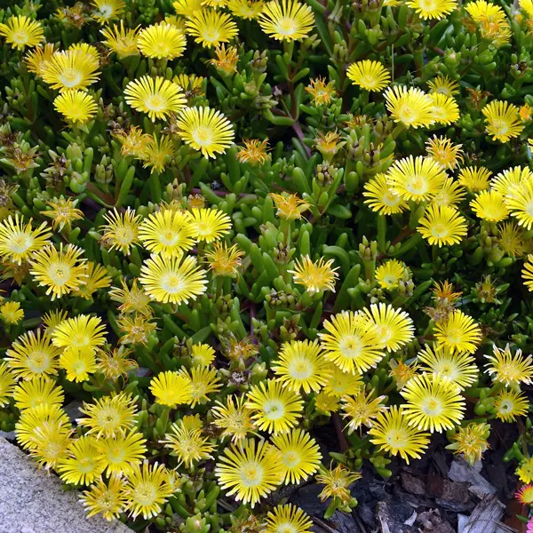 Delosperma Pig Face Yellow Delosperma Pig Face Yellow