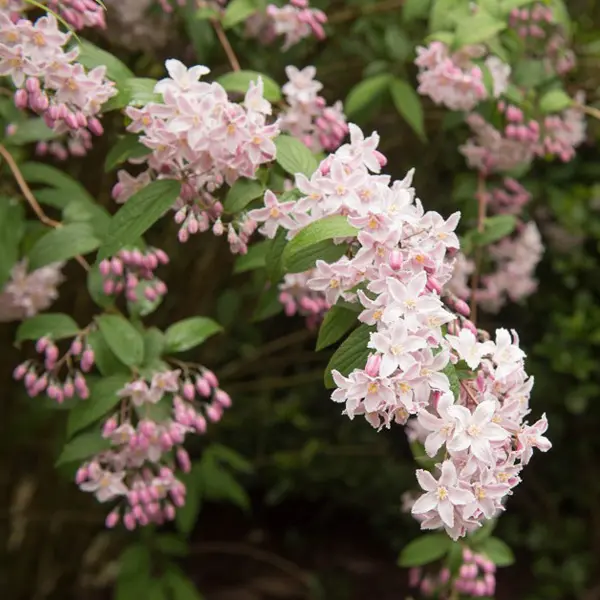 Deutzia Rosea Deutzia Rosea