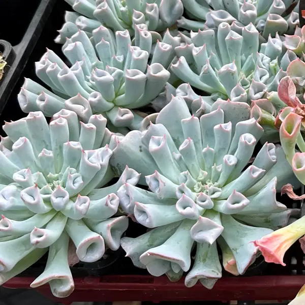Echeveria Pinky Trumpet Echeveria Pinky Trumpet